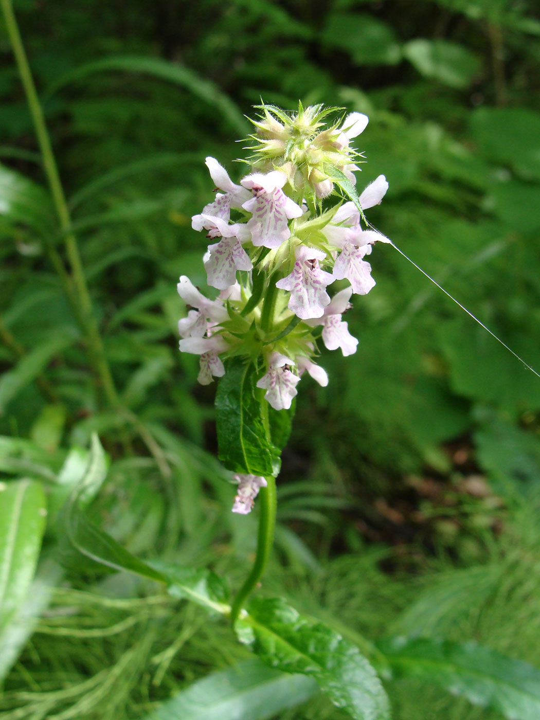 Изображение особи род Stachys.