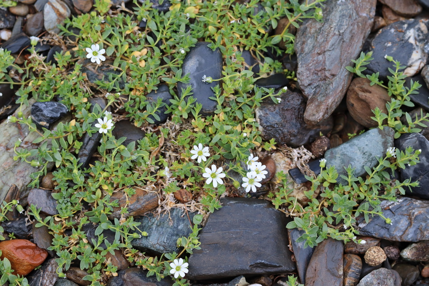 Image of Mesostemma martjanovii specimen.