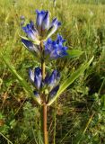 Gentiana decumbens