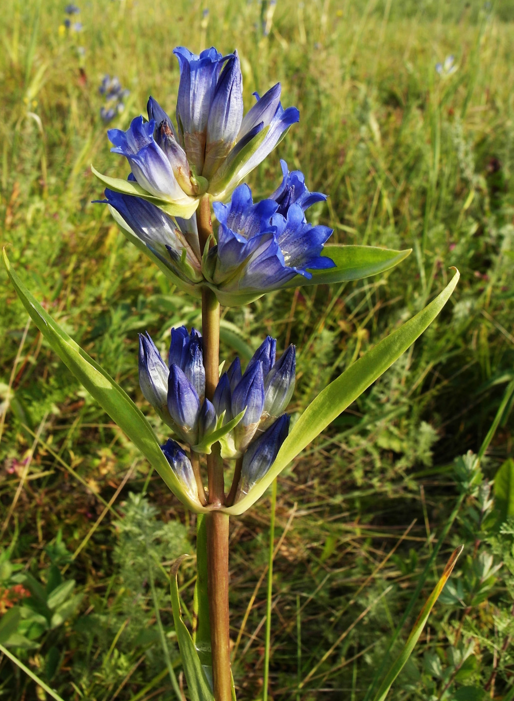 Изображение особи Gentiana decumbens.