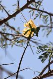 род Caesalpinia