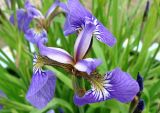 Iris setosa. Цветок. Якутия, Мирнинский р-н, окр. пос. Светлый. 25.06.2009.