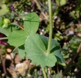 Lathyrus fulvus