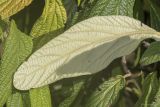 Viburnum rhytidophyllum