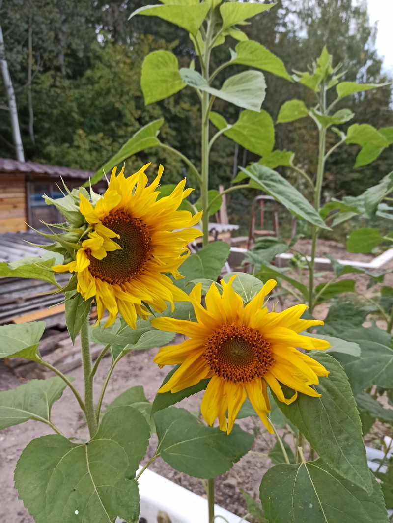 Image of Helianthus annuus specimen.