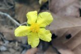 genus Dillenia. Цветок. Вьетнам, провинция Даклак, национальный парк \"Йокдон\". 28.03.2012.