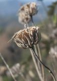 Phlomis chimerae. Верхушка сухого прошлогоднего генеративного побега. Турция, национальный парк \"Олимпос-Бейдаглары\", Ликийская тропа, окр. бухты Чиралы, сосновый лес, обочина тропы над берегом моря. 01.01.2022.