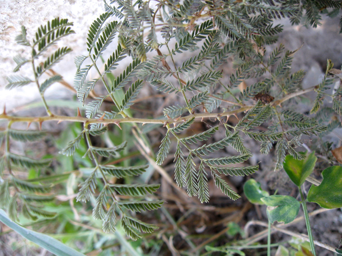 Image of Lagonychium farctum specimen.