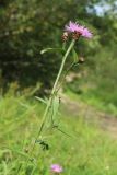 Centaurea jacea. Верхушка цветущего растения. Мурманская обл., Кольский р-н, долина р. Титовка ниже автодороги А138 Мурманск — Печенга, окр. Мельничных водопадов, верхняя часть склона долины, травяно-кустарничковый березняк, поляна у грунтовой дороги, разнотравно-злаковый луг. 02.08.2022.