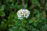 Sorbaria grandiflora. Верхушка побега с соцветием. Хабаровский край, р-н им. Полины Осипенко, хр. Дуссе-Алинь, окр. оз. Тюленье, ≈ 1200 м н.у.м., поросший мхами каменистый склон. 20.07.2022.