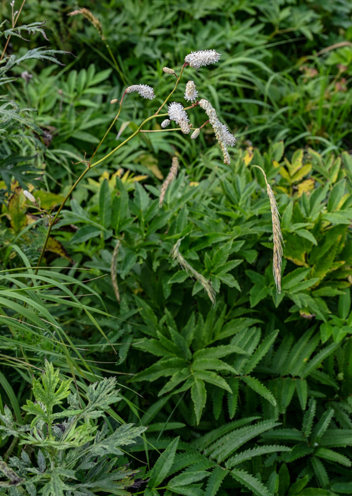 Image of Sanguisorba tenuifolia specimen.