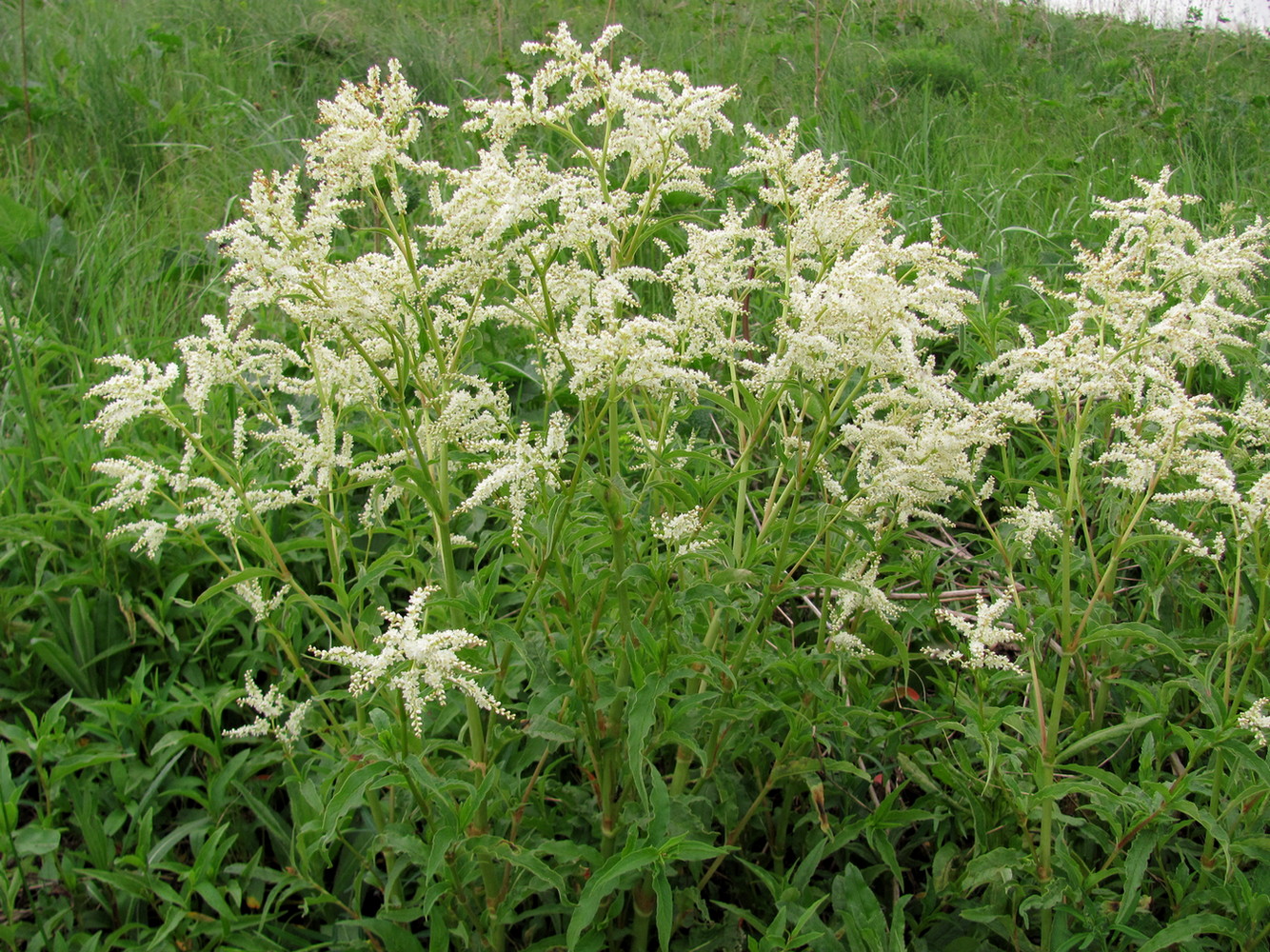 Изображение особи Aconogonon alpinum.