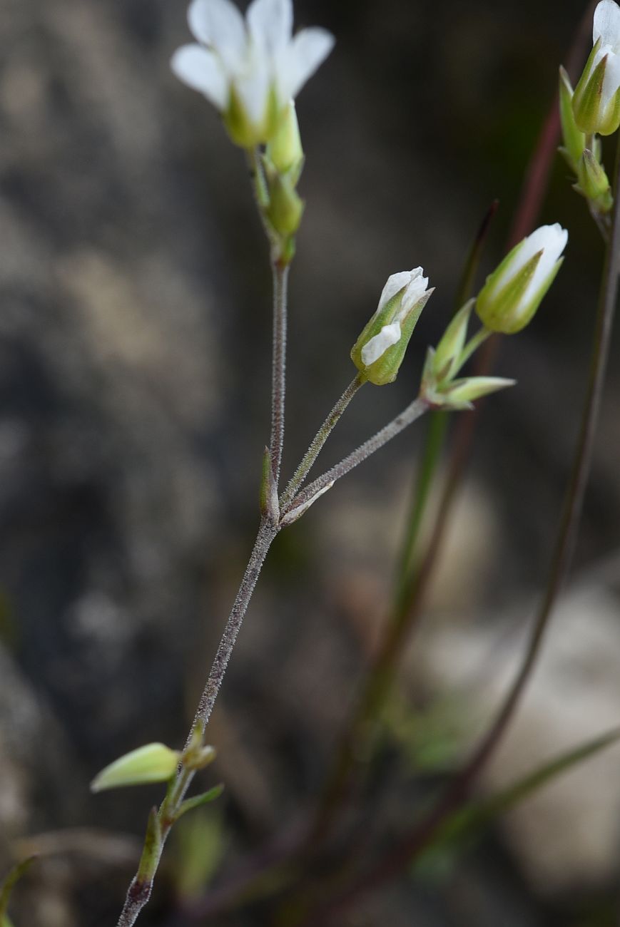 Image of Minuartia oreina specimen.
