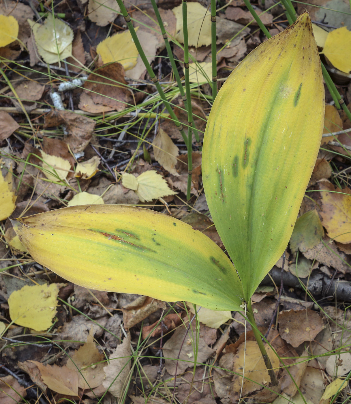 Изображение особи Convallaria majalis.