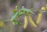 genus Salix. Верхушка ветви с соцветиями. Воронежская обл., Лискинский р-н, окр. с. Дивногорье, степная балка. 29.04.2015.