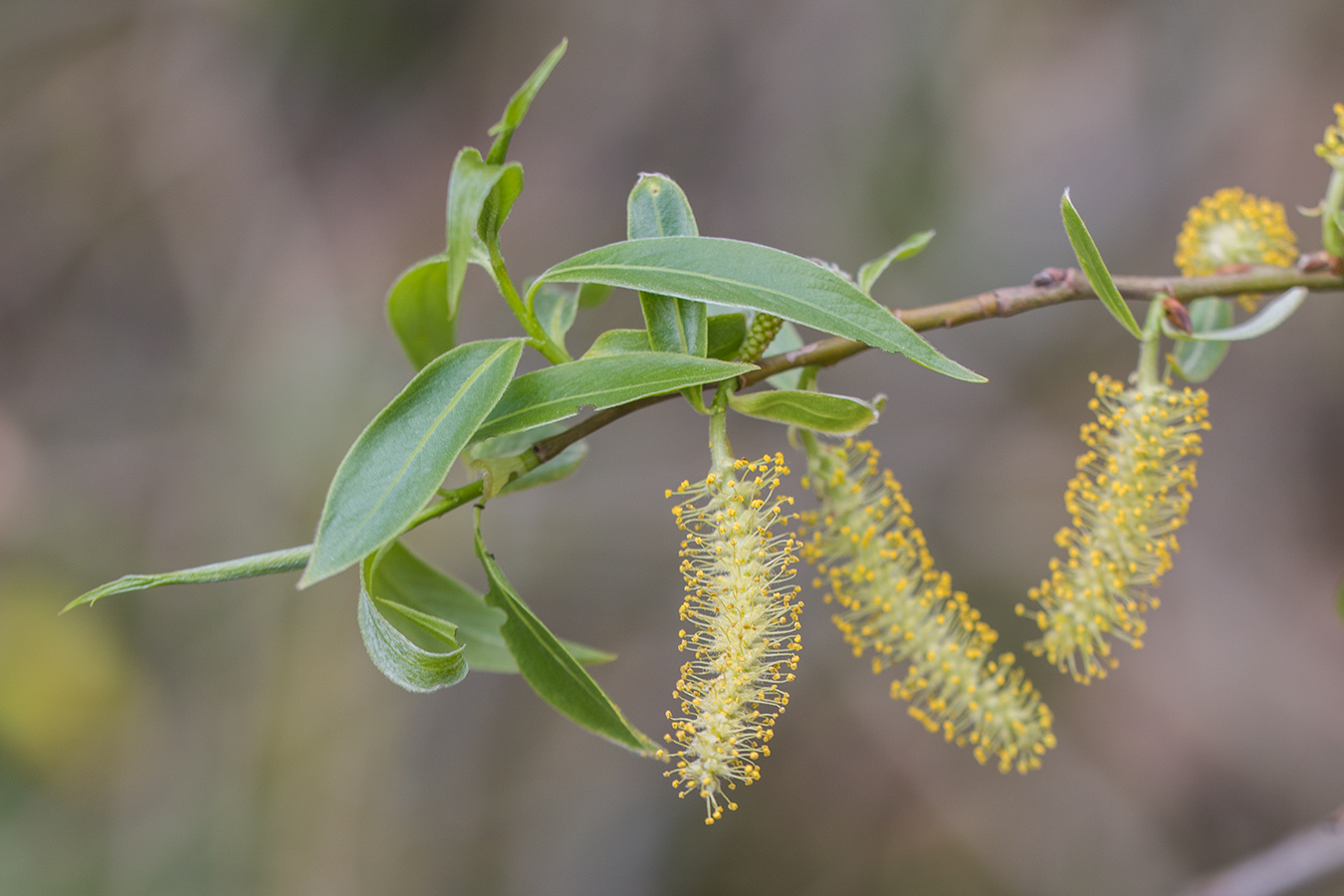 Image of genus Salix specimen.