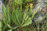 Sonchus humilis