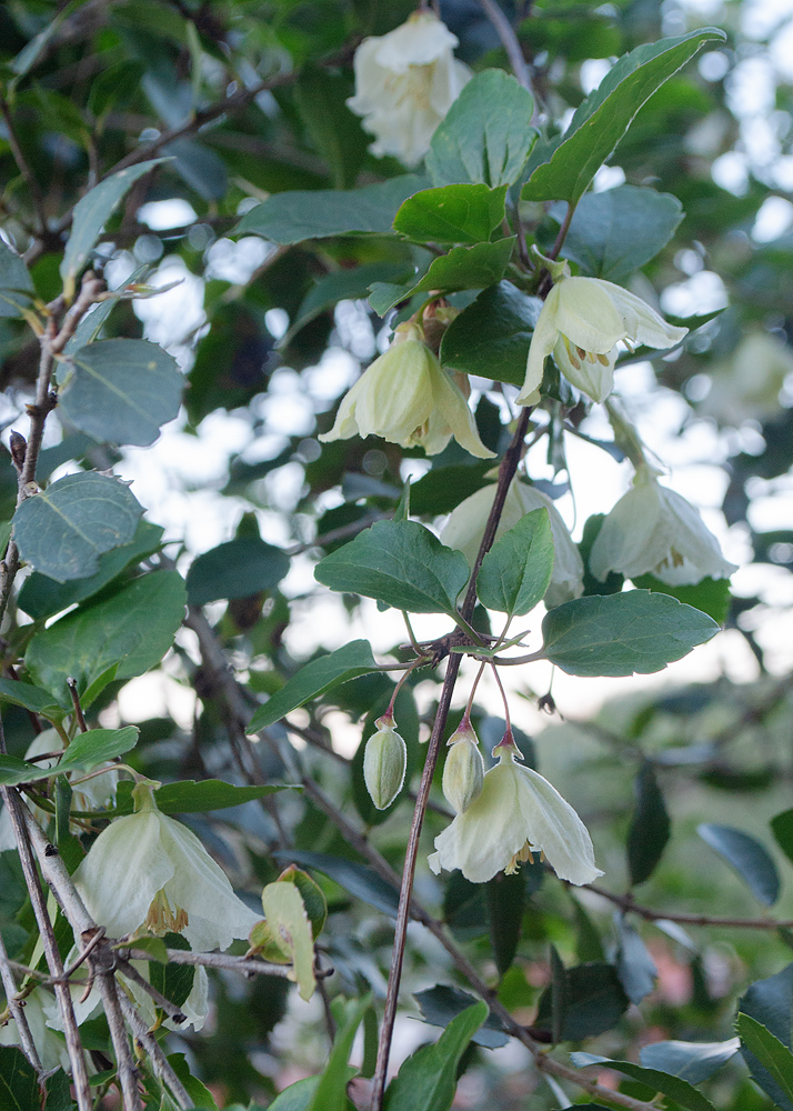 Изображение особи Clematis cirrhosa.