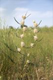 Astragalus vulpinus