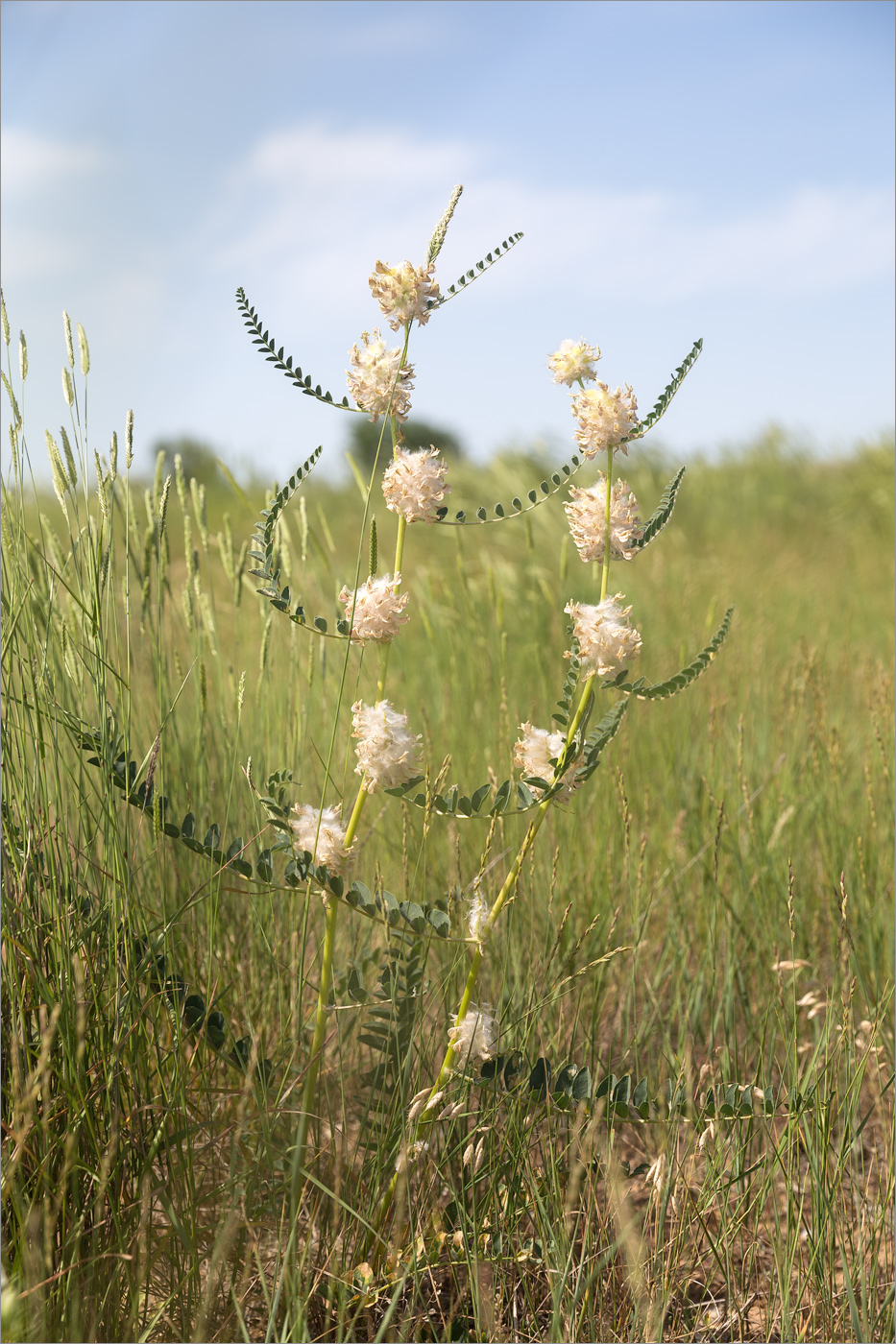 Image of Astragalus vulpinus specimen.