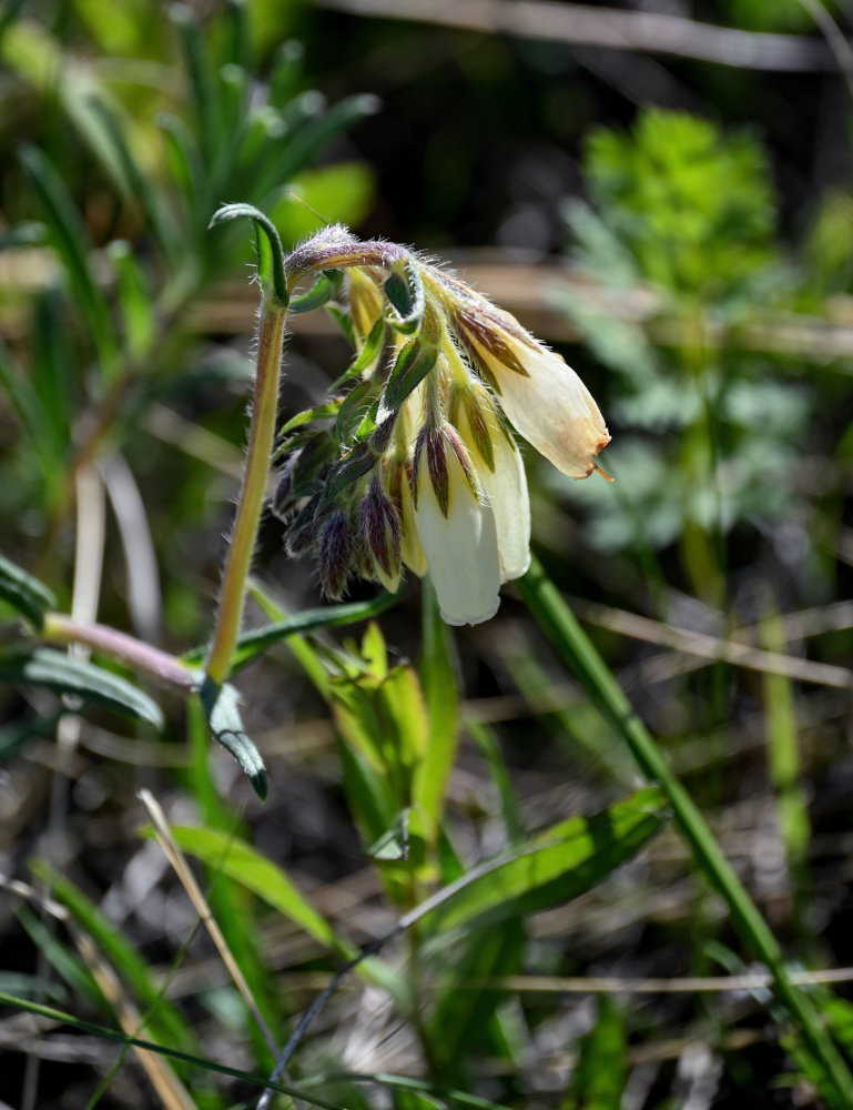 Изображение особи Onosma simplicissima.