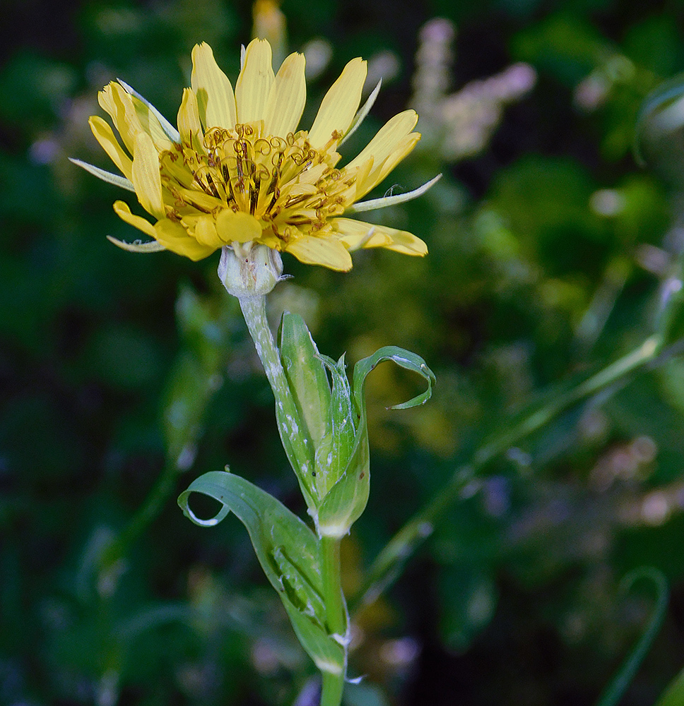 Изображение особи Tragopogon dasyrhynchus.