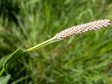 Bistorta officinalis