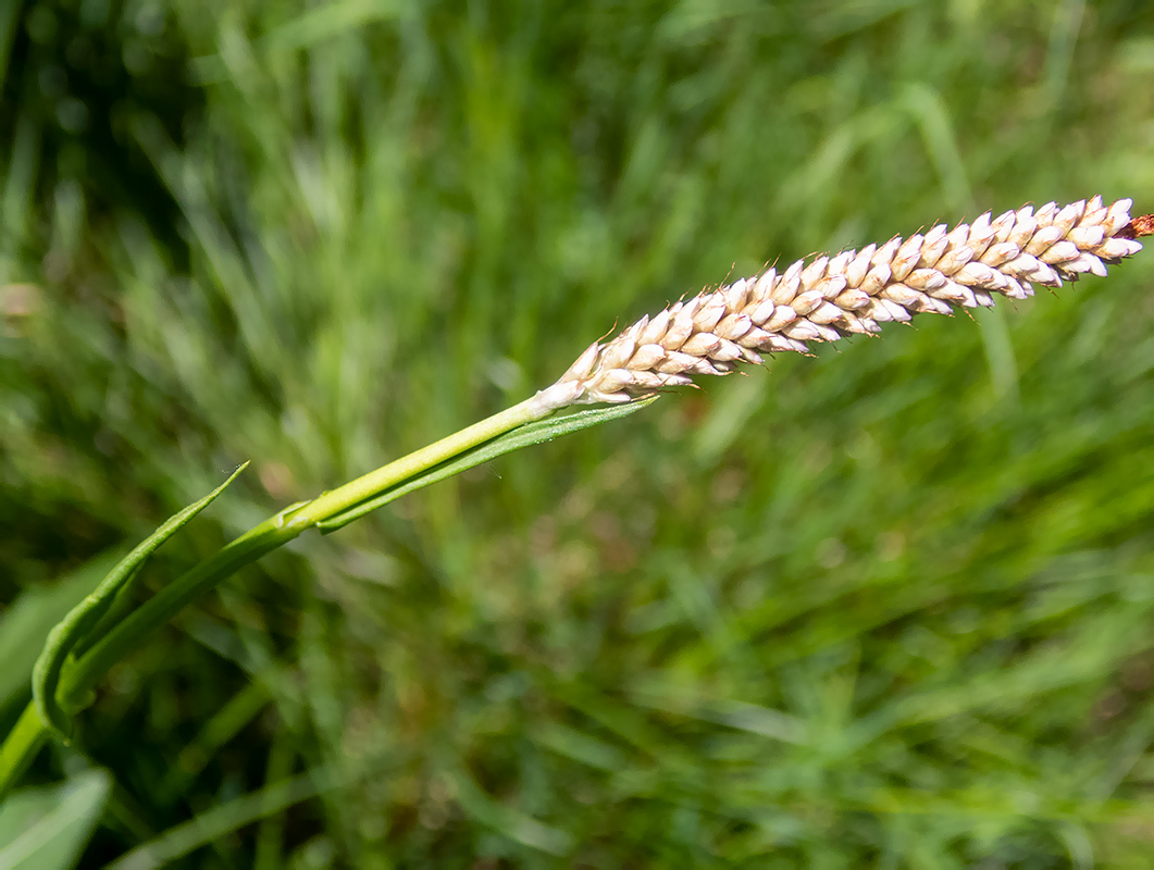 Изображение особи Bistorta officinalis.