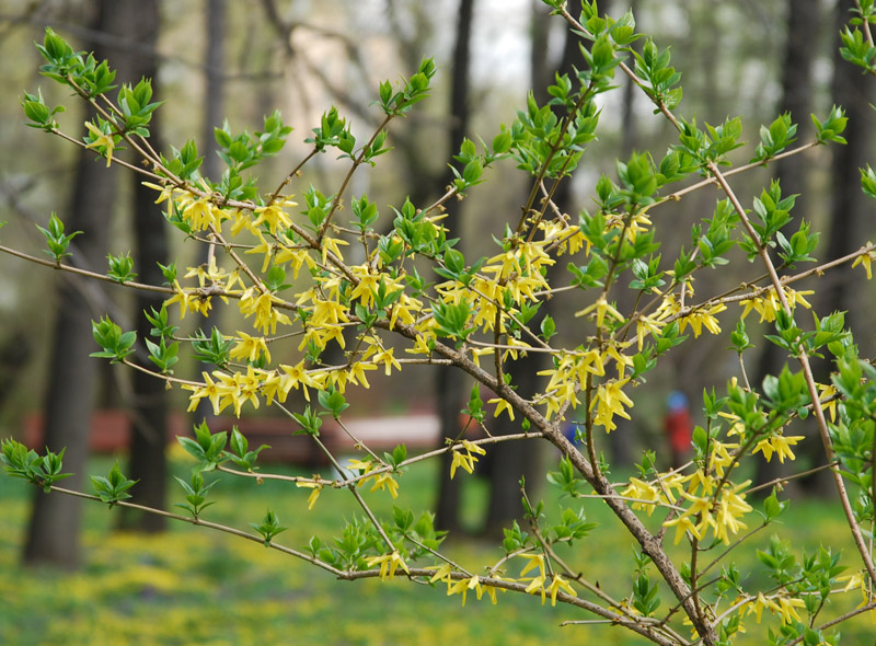 Image of Forsythia × intermedia specimen.