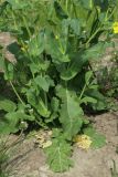 genus Brassica. Нижняя часть цветущего растения. Санкт-Петербург, Фрунзенский р-н, Исфаханский сквер у парка \"Яблоневый сад\", нарушенный участок газона. 14.05.2023.