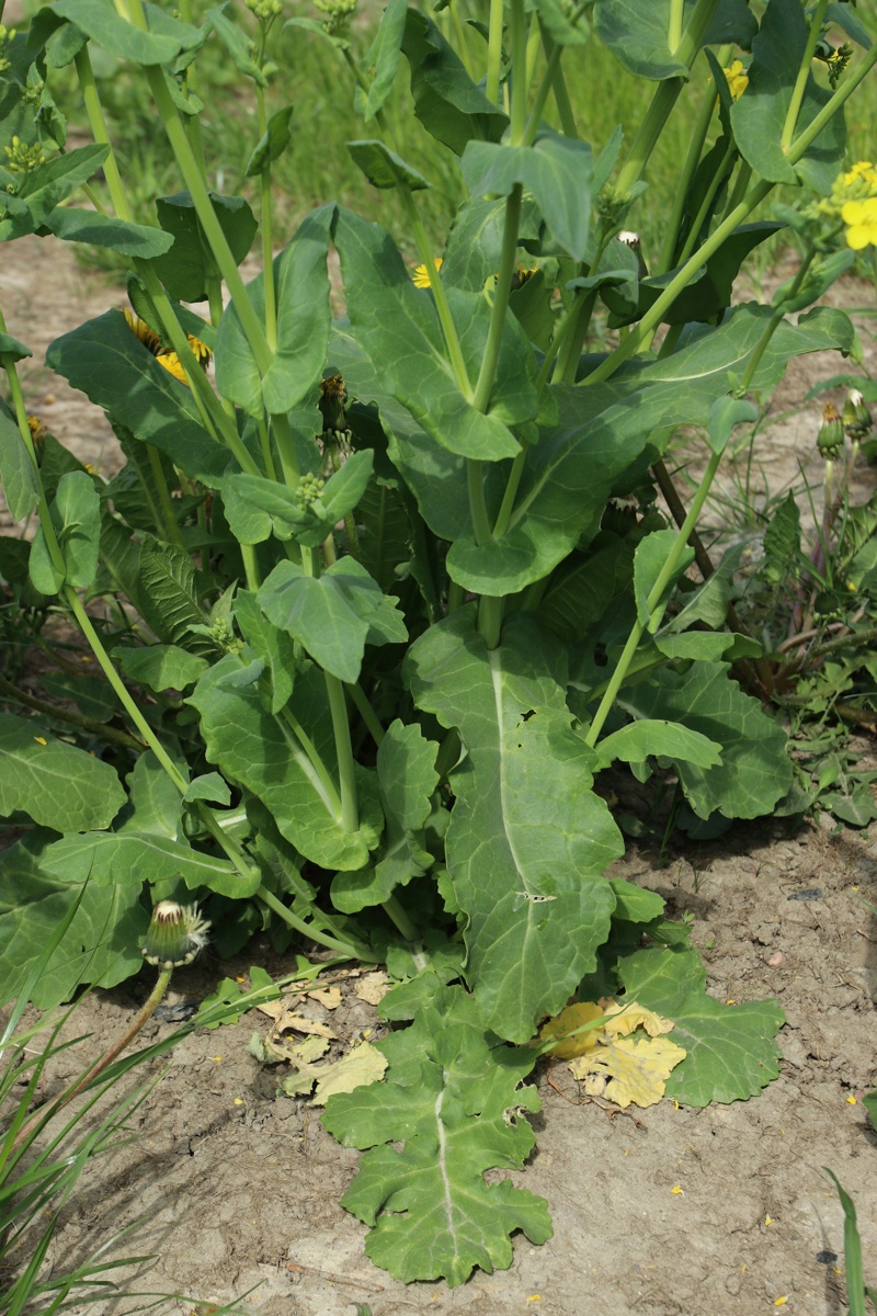 Изображение особи Brassica campestris.