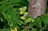 Juglans cinerea. Незрелое соплодие и основания листьев. Грузия, Аджария, г. Батуми, в культуре. 17.06.2023.