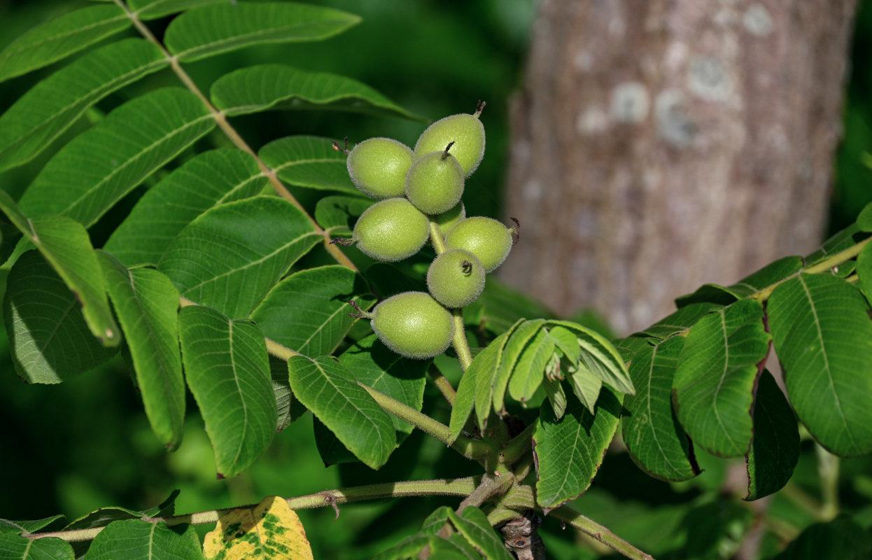 Изображение особи Juglans cinerea.