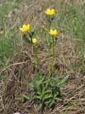 Ranunculus pedatus