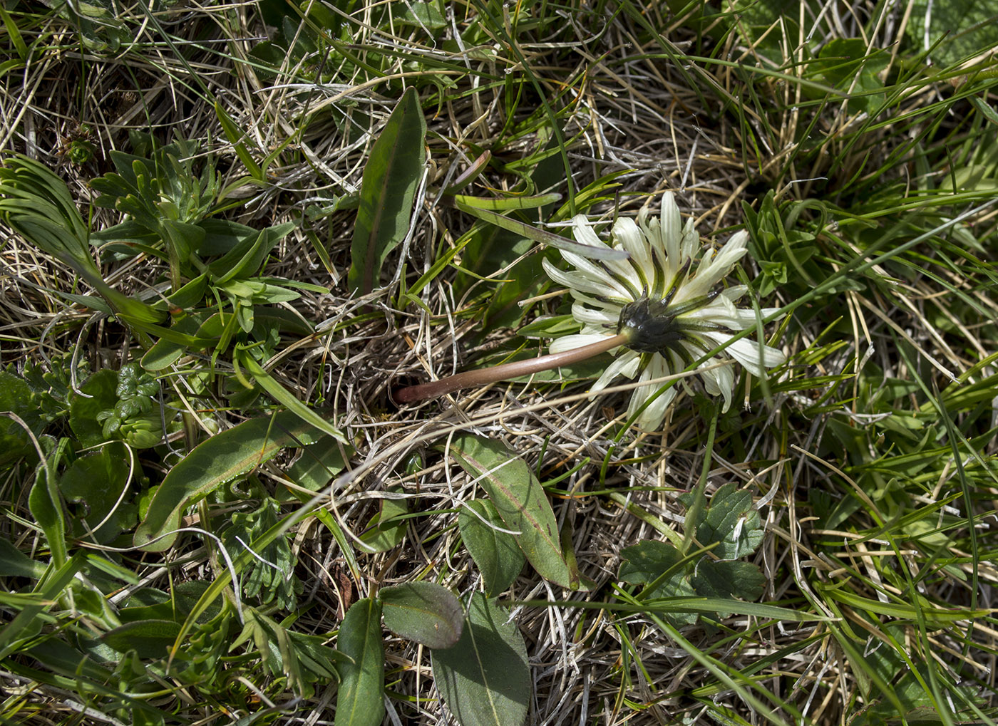 Изображение особи Taraxacum stevenii.