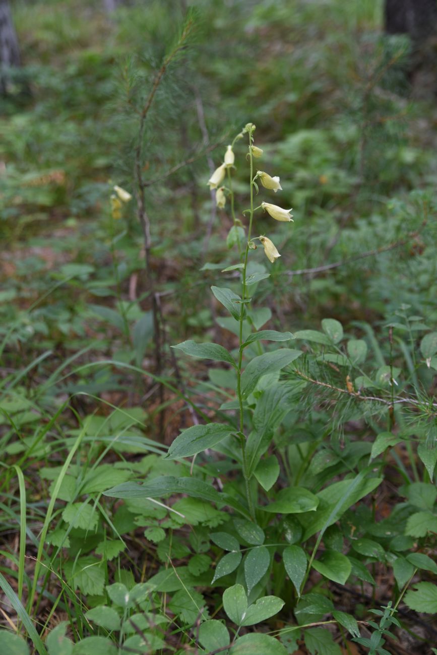 Image of Digitalis grandiflora specimen.