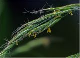 Festuca gigantea