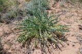 Astragalus flexus