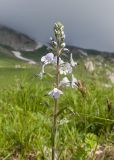 Veronica gentianoides. Верхушка побега с соцветием. Адыгея, Фишт-Оштеновский массив, окр. Гузерипльского перевала, ≈ 1900 м н.у.м., субальпийский луг. 28.06.2023.