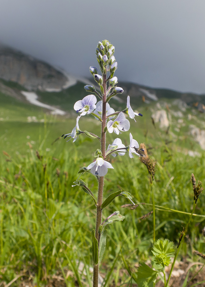 Image of Veronica gentianoides specimen.