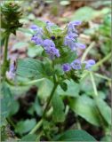 Prunella vulgaris. Верхушка побега с соцветием. Тверская обл., пойма Волги возле дер. Климово под Ржевом, сосновый лес. 31 июля 2010 г.