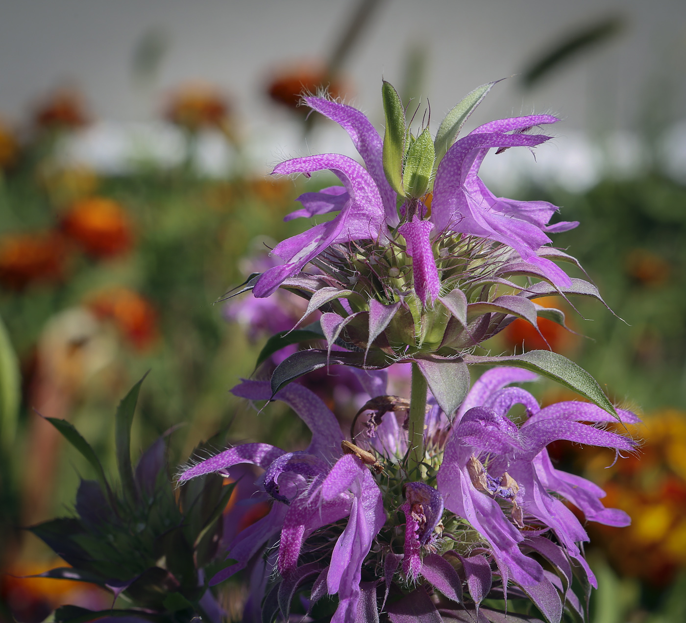 Image of Monarda citriodora specimen.