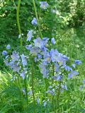 Polemonium chinense