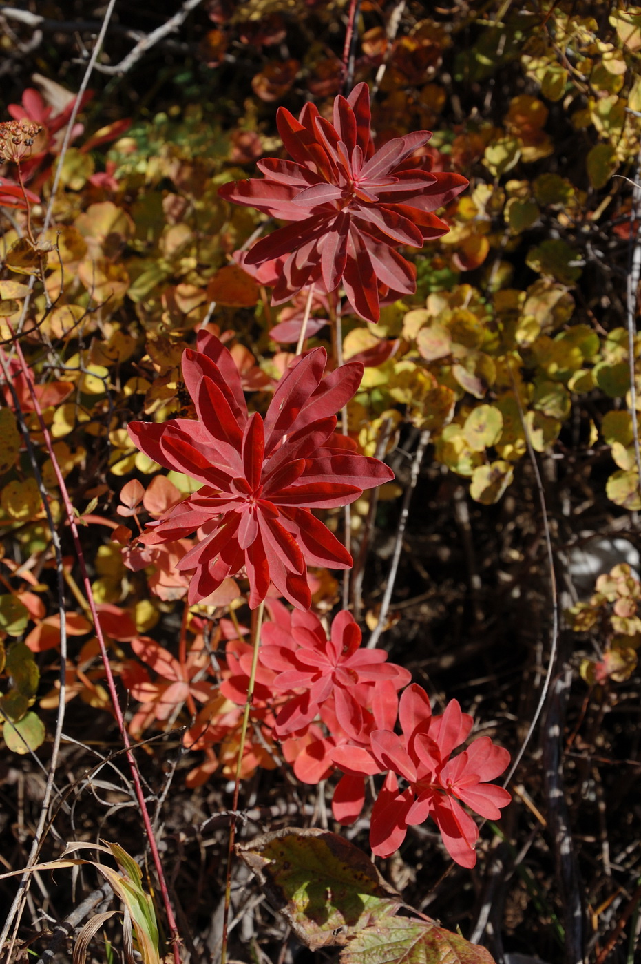 Image of genus Euphorbia specimen.