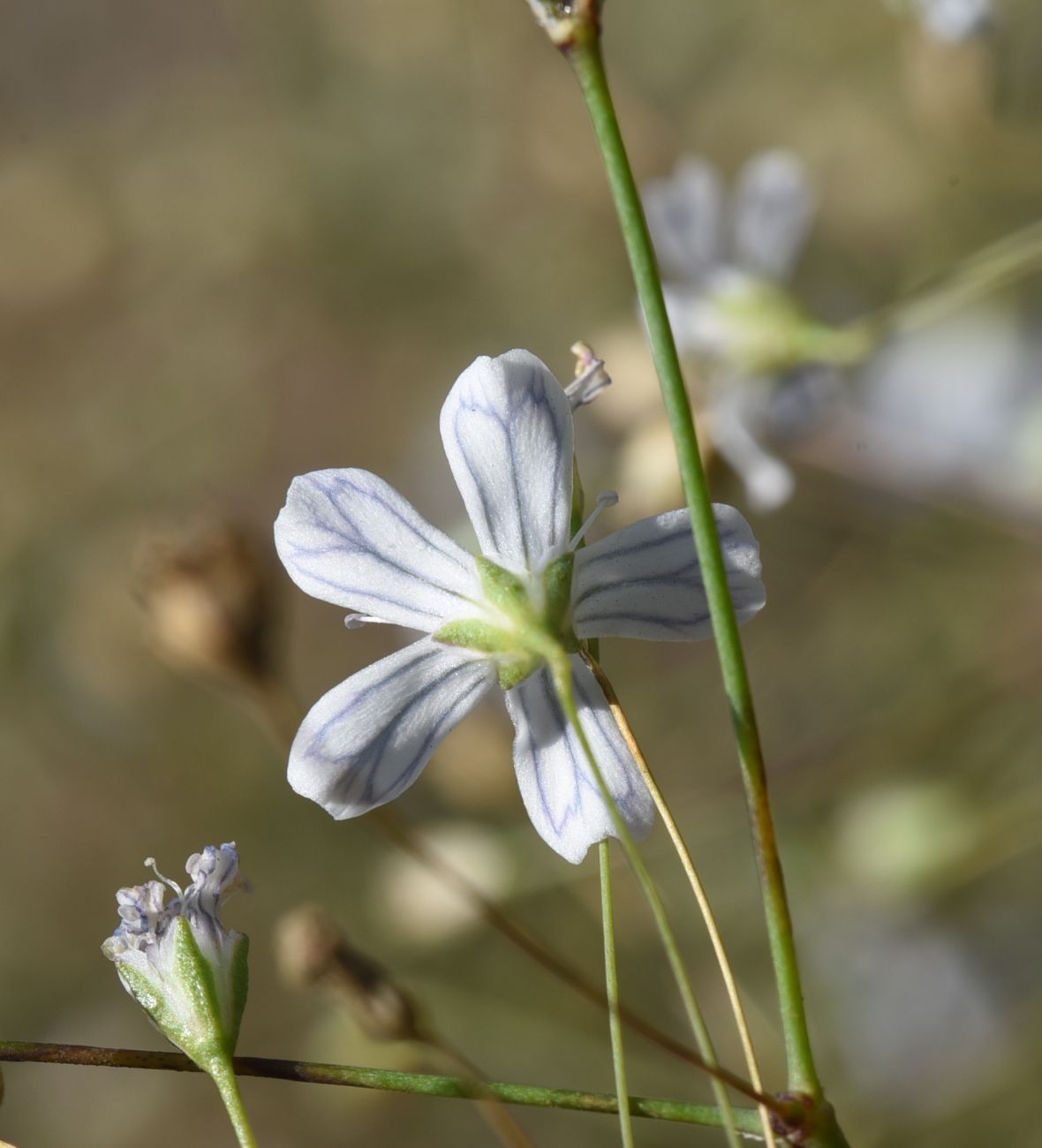 Изображение особи Gypsophila elegans.