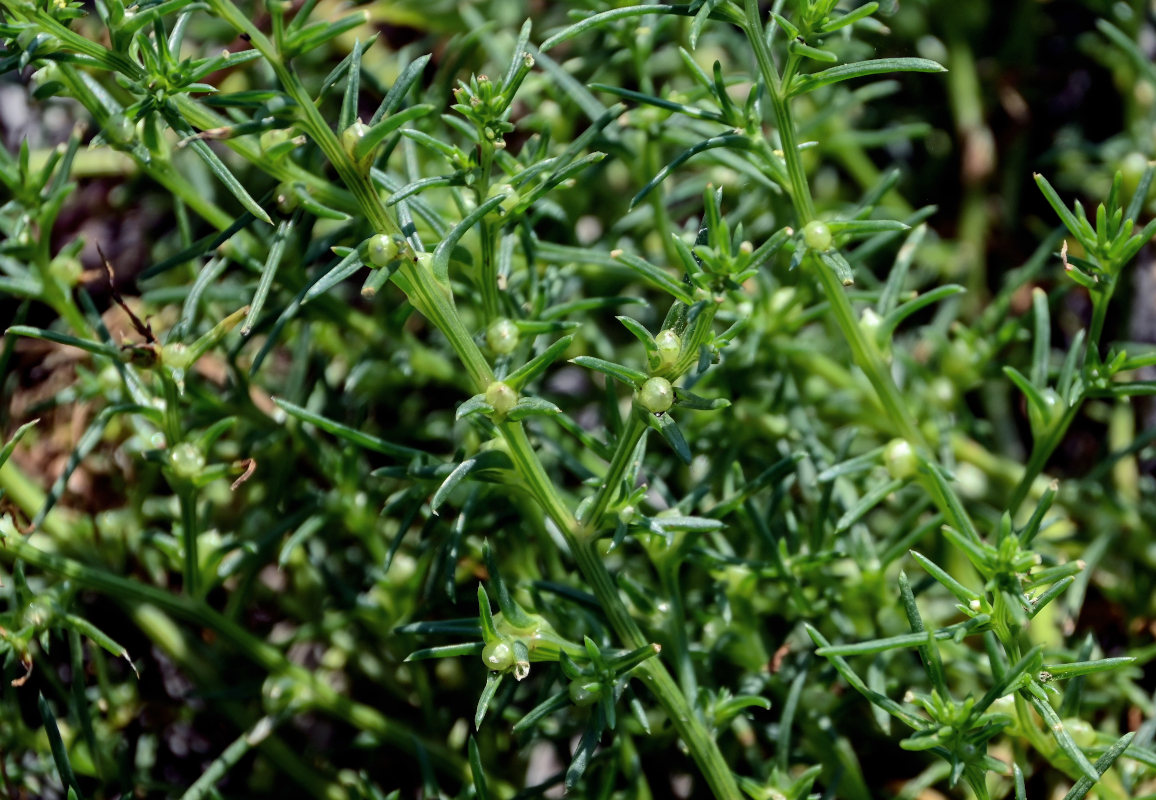 Изображение особи Salsola komarovii.
