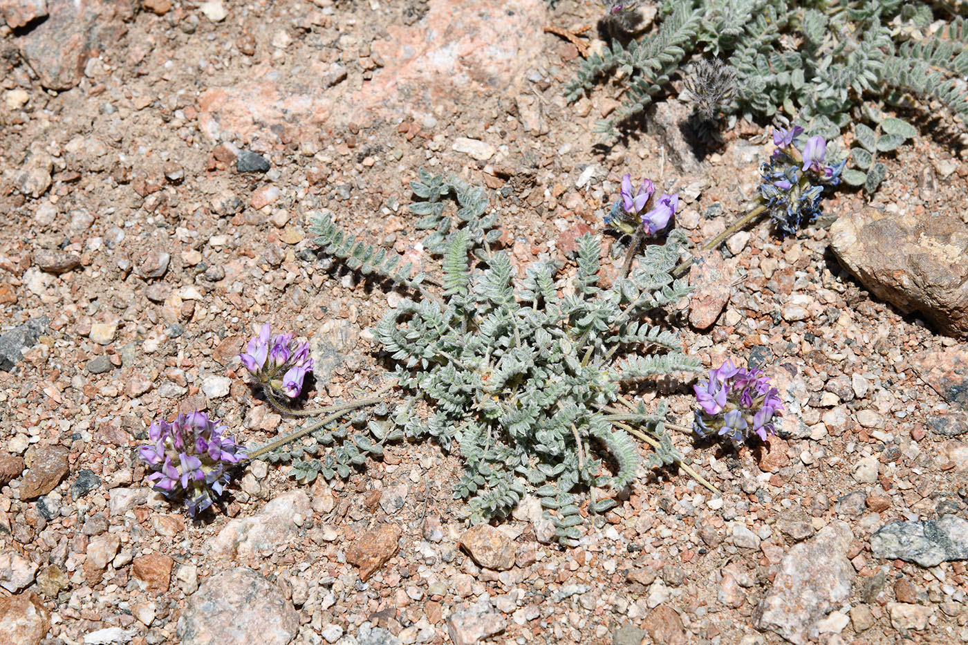 Image of Oxytropis sewerzowii specimen.