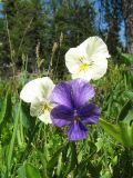 Viola altaica