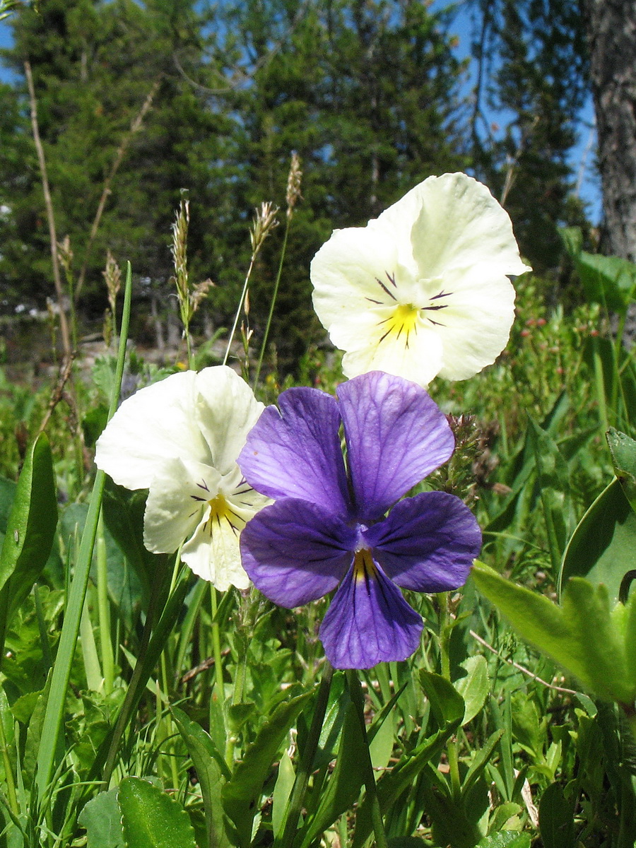 Изображение особи Viola altaica.