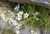 Saxifraga geranioides. Побеги с обломанными верхушками и цветки. Испания, автономное сообщество Каталония, провинция Жирона, комарка Рипольес, муниципалитет Сеткасес, курорт \"Вальтер 2000\", ≈2200 м н.у.м., подножие осыпи, луг с зарослями кустарников, под нависающим гранитным блоком. 24.06.2021.